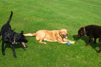mogz-dog-walker