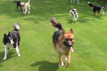 doggy-day-care